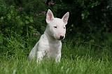 BULL TERRIER MINIATURE 165